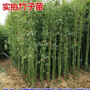 ͥԺ�̻�ֲ�������� �ƽ����� ����ë���������