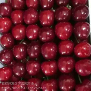 大量布鲁克斯樱桃苗 现挖现卖 泰安吉塞拉樱桃苗