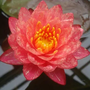 供应红色睡莲苗、红色睡莲种苗、红色睡莲种子、红色睡莲价格