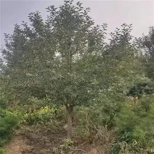 9����Ѥ������ �ο��۸� ˧��ũҵ ��������5���ֱ�������