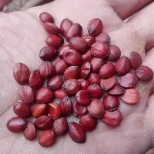 酸枣仁什么时候播种?酸枣仁多少钱一斤?出售山枣种子