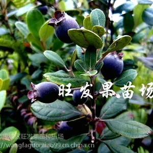 供应捻子树苗桃金娘捻子苗 南北种植桃金娘野生果树品种正宗优质