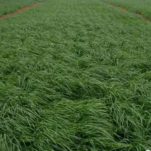 广西供应商批发黑麦草草籽