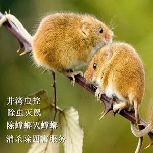 家庭抓耗子公司电话/上海全市杀虫灭鼠包年治理