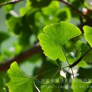 销售银杏叶白果叶中药材银杏叶子干货