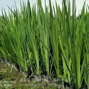 黄菖蒲 成都黄菖蒲种植基地 黄菖蒲杯苗图片 四川水生花卉供应