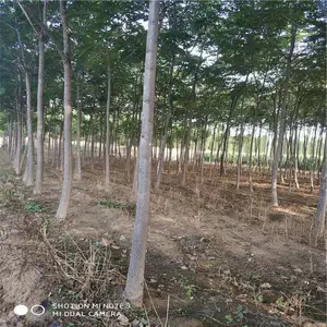 山东A级白蜡树基地畅购无忧好货价低