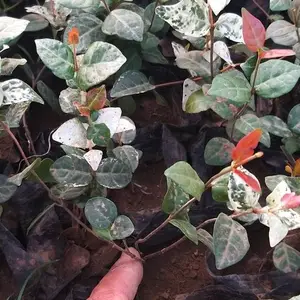 ��Ҷ��ʯ��������_��Ҷ��ʯ����_��Ҷ��ʯ����