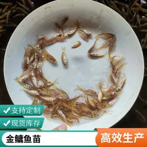 ����˹���ͷ���� �������� �������� �������� ��˿�����缼��ָ��