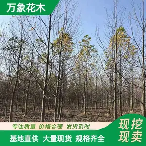 ���Թ�Ӧ .��Ҷ����ľС�� ԰��ͥԺ�쾰ֲ�� ��·ɫ���̻���