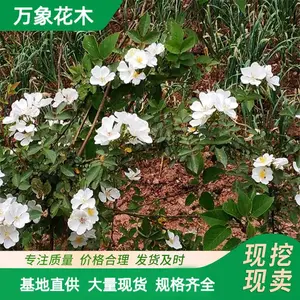 ����ľ ҰǾޱ ����԰���쾰�̻� ��̨ͥԺ��ֲ