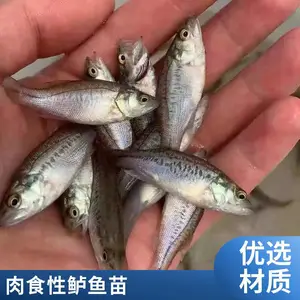 肉食性 加州鲈鱼苗 易养快大 专吃杂鱼 适应各种养殖环境 鲲腾水产