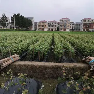 金华巨峰葡萄苗-批发基地【善田苗木】-巨峰葡萄苗出售