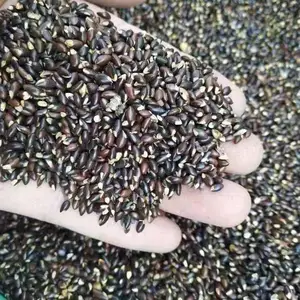 中华蚊母种子,小叶蚊母种子批发信息,即采即播小叶蚊母种子