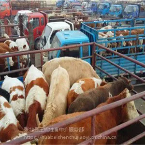 防城港肉牛养殖小牛崽价格 西门塔尔肉牛犊肉牛市场