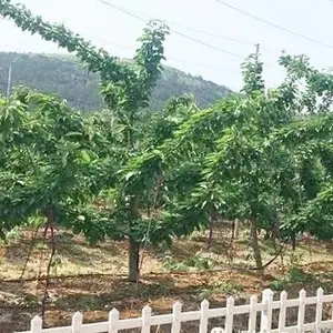 烟台大樱桃苗木基地_优良烟台大樱桃苗哪里买