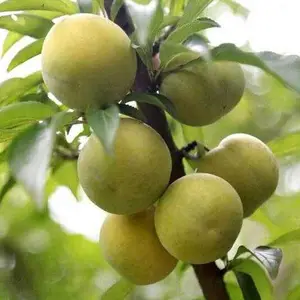 ����������ֲ,��������Ʒ��,�Ĵ������з���������