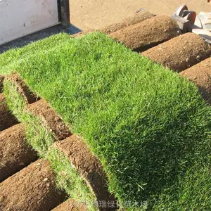 万亩草坪基地 果岭草换季降价销售 公路山体护土固坡 别墅庭院美化