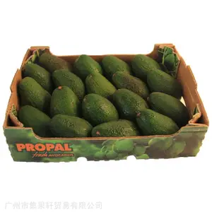 智利进口PROPAL牛油果批发 新鲜水果鳄梨沙拉榨汁寿司餐饮供货