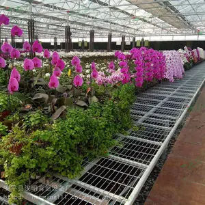 平移式苗床 花卉苗床批发 智能温室专用