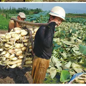 河南郑州新乡焦作养鱼塘防渗防水塑料布薄膜莲藕种植地膜防水布