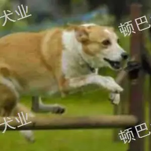 昆明附近训犬哪家***好 客户至上 昆明顿巴训犬训犬师培训供应