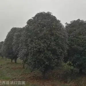 桂花15公分图片 8公分金桂产地报价