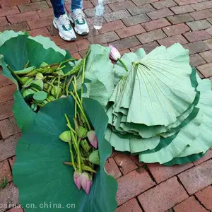 ��������� �����ס�� ����������� ��������·���