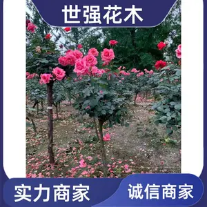 ��ɫ�¼��������� ���ᱭ״����Ũ���ڻ��׳ɻ�