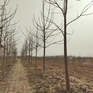 1米高至5米高紫花泡桐树苗,贵州黔东泡桐小苗基地,泡桐根桩苗产地报价