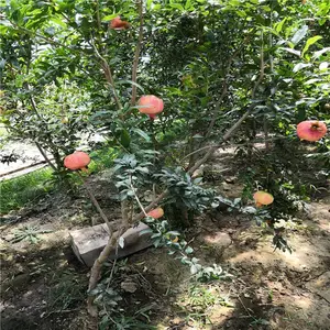 ������ʯ�����۸� ����ʯ������������ 5���ִ�ʯ����