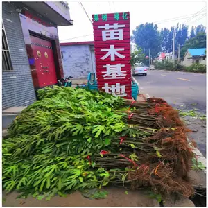 基地供应布莱瑞克无花果 波姬红无花果苗 金傲芬无花果树苗