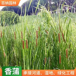 ��Ӧ���� �������� ���ѻ���ֱ�� ������������Ǯһ��