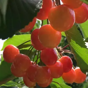 ����˹8��ӣ�����ɫ��Ƥ ����˹8��ӣ��������������������
