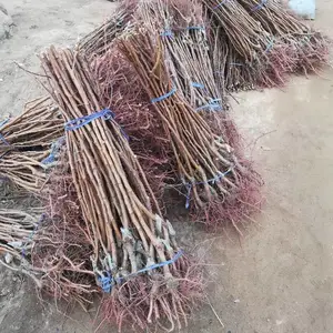 ��Ʊ����� ����������� ��ũ��ľ���깩Ӧ