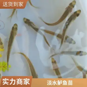 生长迅速 存活*** 产量好 包品质 海鲈鱼苗 鲜活健康
