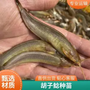 鲲腾水产 本地塘鲺苗 鲜活塘角鱼 水花鱼 鱼苗批发 批量供应