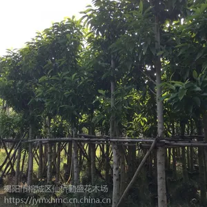 ����15�ְ�����������-����15�ְ���������۸�-����15�ְ��������繩Ӧ��