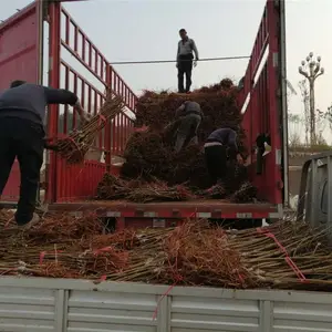 早熟李子苗|早熟李子苗厂家|早熟李子苗新品种批发