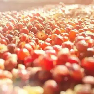 2021年酱酒热,会起什么风,当下我们需要注重什么?避免那行大坑。