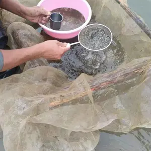 郑州鱼苗批发养殖 一亩地放多少鱼苗合适呢 效益好呢