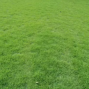 眉山草坪批发出售 台湾草基地 混播 百慕大 细叶结缕草 真草皮价格