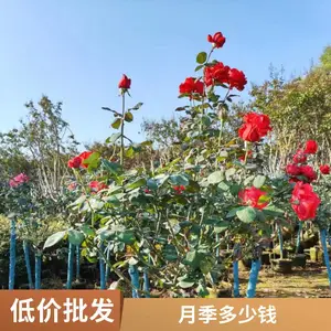 ������֬��ľ�¼� ���Ի��ܵ���С�繩Ӧ Ũ���͹����¼�����������