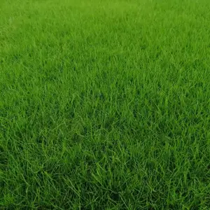 ��Ӧ�첥��ƺ �ļ����Ƥ ��԰�����̻����̲�ƺ