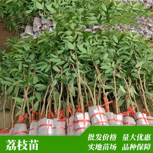 广东高州批发优质荔枝嫁接树苗情人荔荔枝树苗盆栽地栽保真批发实惠