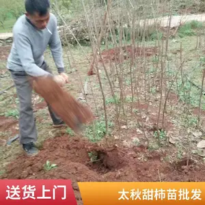 �ձ�̫�����ӹ����� ����ֱ�ӳ�Ʒ�ֲ���������Դ��ֲ������