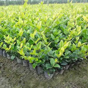 ������ɭŮ��С��۸����ż�������ӭ����