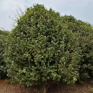 出售P200茶花,%P250红露珍茶花树,*江西茶花基地