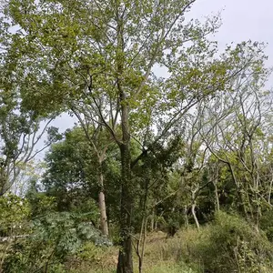 朴树批发 丛生朴树价格 园林绿化苗木批发