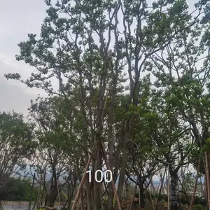 福建漳州漳浦丛生乌桕容器苗,矮景乌桕容器苗数量1000株,单杆乌桕斜飘乌桕